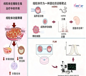 养卵先养线粒体！4 个方法，帮你提升卵子质量好受孕！