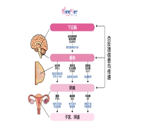 一到更年期就胖？根本不是吃多了，而是因为Ta!
