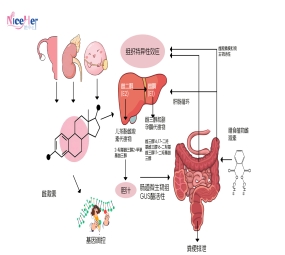 更年期别硬扛！从医学机制出发，3 招科学应对雌激素下降不适！