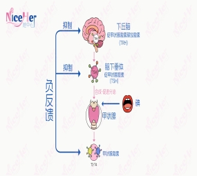 卵子“饿”到早衰？4类“荷尔蒙食物” 吃对，AMH值回升、卵泡疯长！