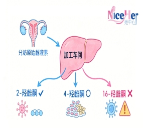 3分钟搞懂雌激素、孕激素、睾酮！月经稳、好孕来的秘密都在这儿！