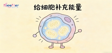 不止叶酸！备孕营养新焦点：打造利于卵子发育的荷尔蒙环境！